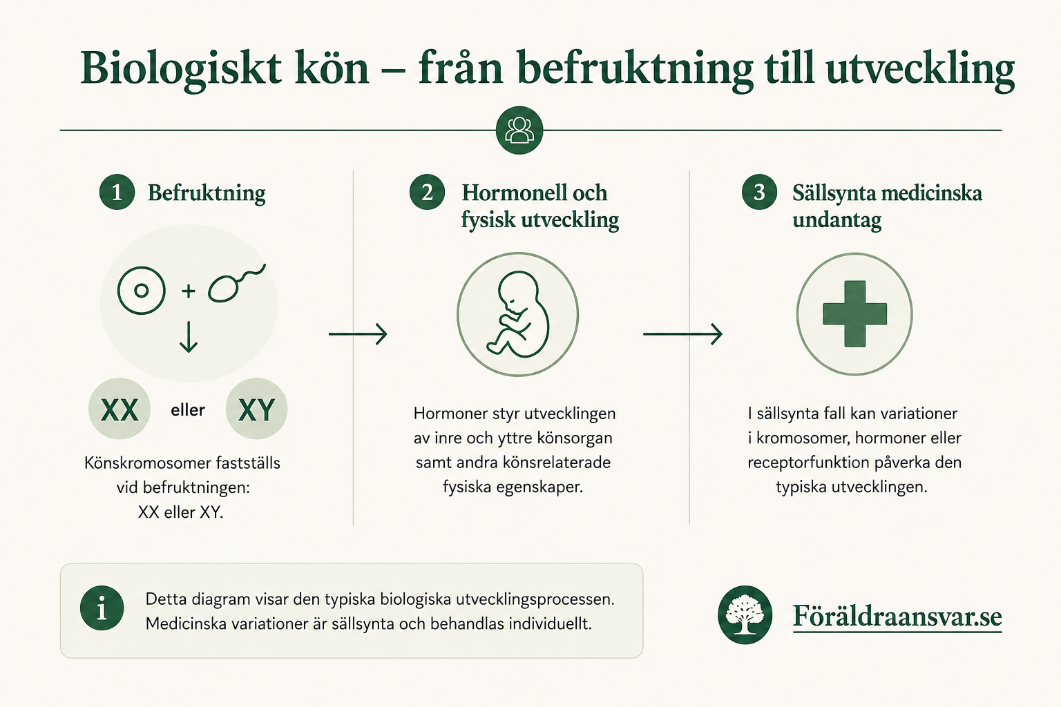Flödesschema över biologiskt kön: 1) Befruktning — könskromosomerna fastställs (XX eller XY). 2) Hormonell och fysisk utveckling av inre och yttre könsorgan. 3) Sällsynta medicinska undantag där variationer i kromosomer, hormoner eller receptorfunktion kan påverka den typiska utvecklingen.